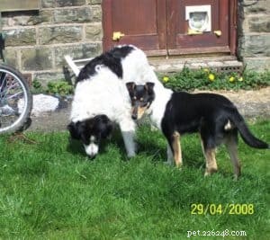 Finn: From Heirloom Collie to Mountain Search & Rescue Champion
