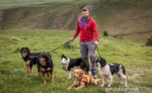 Finn: From Heirloom Collie to Mountain Search & Rescue Champion