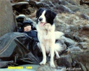 Finn: From Heirloom Collie to Mountain Search & Rescue Champion
