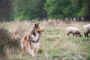Finn: From Heirloom Collie to Mountain Search & Rescue Champion