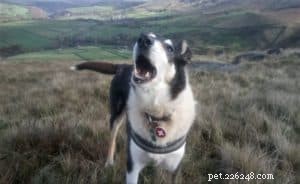 Finn: From Heirloom Collie to Mountain Search & Rescue Champion