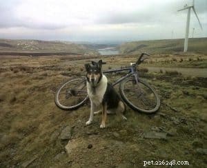 Finn: From Heirloom Collie to Mountain Search & Rescue Champion