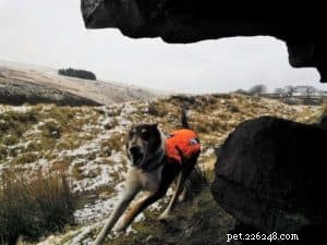 Finn: From Heirloom Collie to Mountain Search & Rescue Champion