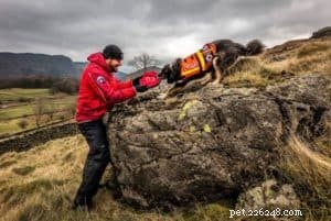 Finn: From Heirloom Collie to Mountain Search & Rescue Champion