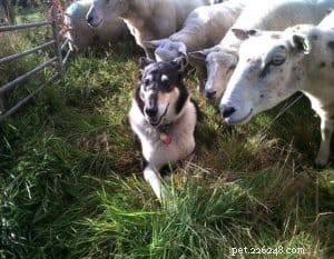 Finn: From Heirloom Collie to Mountain Search & Rescue Champion