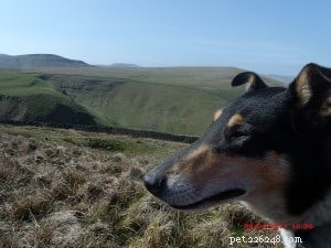 Finn: From Heirloom Collie to Mountain Search & Rescue Champion