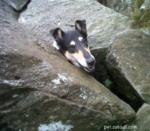 Finn: From Heirloom Collie to Mountain Search & Rescue Champion