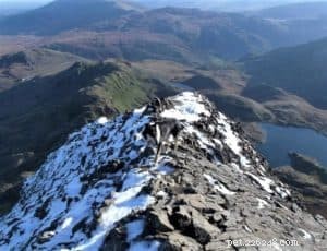 Finn: From Heirloom Collie to Mountain Search & Rescue Champion