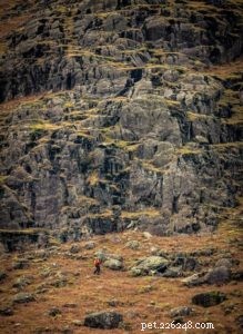 Finn: From Heirloom Collie to Mountain Search & Rescue Champion