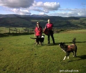 Finn: From Heirloom Collie to Mountain Search & Rescue Champion