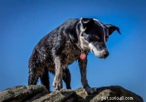Finn: From Heirloom Collie to Mountain Search & Rescue Champion