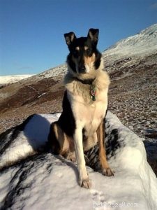 Finn: From Heirloom Collie to Mountain Search & Rescue Champion
