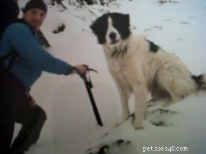 Finn: From Heirloom Collie to Mountain Search & Rescue Champion