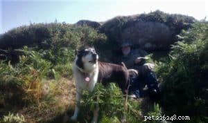Finn: From Heirloom Collie to Mountain Search & Rescue Champion