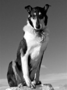 Finn: From Heirloom Collie to Mountain Search & Rescue Champion