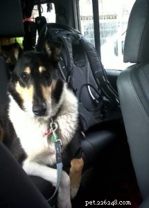 Finn: From Heirloom Collie to Mountain Search & Rescue Champion