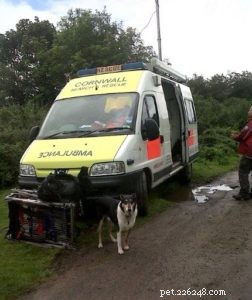 Finn: From Heirloom Collie to Mountain Search & Rescue Champion