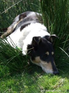 Finn: From Heirloom Collie to Mountain Search & Rescue Champion