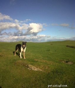 Finn: From Heirloom Collie to Mountain Search & Rescue Champion