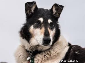 Finn: From Heirloom Collie to Mountain Search & Rescue Champion