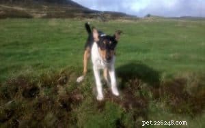 Finn: From Heirloom Collie to Mountain Search & Rescue Champion