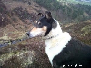 Finn: From Heirloom Collie to Mountain Search & Rescue Champion