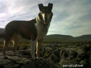 Finn: From Heirloom Collie to Mountain Search & Rescue Champion
