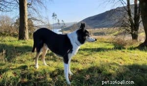 Finn: From Heirloom Collie to Mountain Search & Rescue Champion