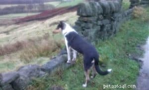 Finn: From Heirloom Collie to Mountain Search & Rescue Champion