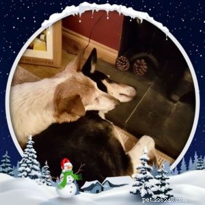Finn: From Heirloom Collie to Mountain Search & Rescue Champion