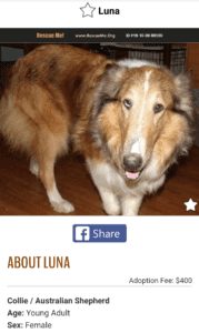 Luna the Collie: A Heartwarming Return Home for the Holidays