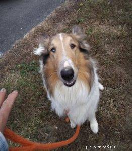 Luna the Collie: A Heartwarming Return Home for the Holidays