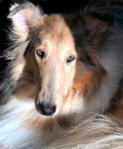 Luna the Collie: A Heartwarming Return Home for the Holidays