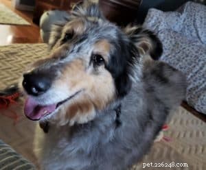 Luna the Collie: A Heartwarming Return Home for the Holidays
