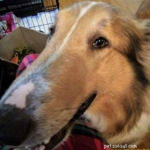 Luna the Collie: A Heartwarming Return Home for the Holidays