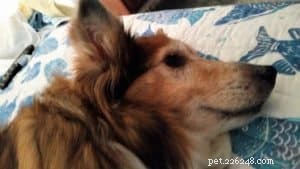 Luna the Collie: A Heartwarming Return Home for the Holidays