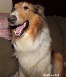 Luna the Collie: A Heartwarming Return Home for the Holidays