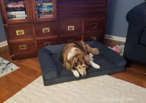 Luna the Collie: A Heartwarming Return Home for the Holidays