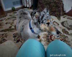 Luna the Collie: A Heartwarming Return Home for the Holidays