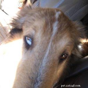 Luna the Collie: A Heartwarming Return Home for the Holidays