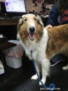 Luna the Collie: A Heartwarming Return Home for the Holidays