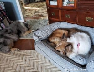 Luna the Collie: A Heartwarming Return Home for the Holidays