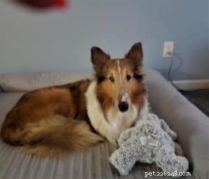 Luna the Collie: A Heartwarming Return Home for the Holidays