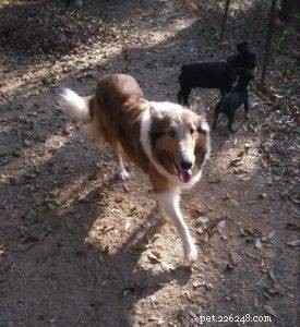 Luna the Collie: A Heartwarming Return Home for the Holidays