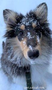 The Ultimate Holiday Gift Guide for Collie Lovers