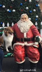 The Ultimate Holiday Gift Guide for Collie Lovers