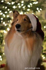The Ultimate Holiday Gift Guide for Collie Lovers