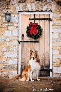 The Ultimate Holiday Gift Guide for Collie Lovers
