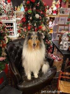 The Ultimate Holiday Gift Guide for Collie Lovers
