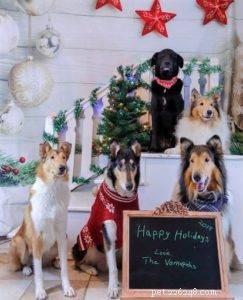 The Ultimate Holiday Gift Guide for Collie Lovers